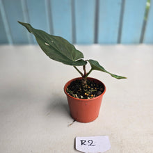 Load image into Gallery viewer, #R2 Anthurium NOID