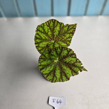 Load image into Gallery viewer, #R64 Begonia Cowardly Lion