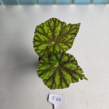 Load image into Gallery viewer, #R64 Begonia Cowardly Lion