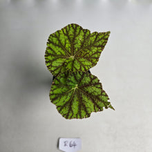 Load image into Gallery viewer, #R64 Begonia Cowardly Lion