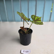 Load image into Gallery viewer, #R64 Begonia Cowardly Lion