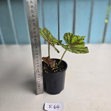 Load image into Gallery viewer, #R64 Begonia Cowardly Lion