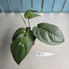 Load image into Gallery viewer, #RB24 Amydrium Medium Silver