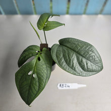 Load image into Gallery viewer, #RB24 Amydrium Medium Silver