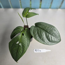 Load image into Gallery viewer, #RB24 Amydrium Medium Silver