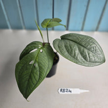 Load image into Gallery viewer, #RB24 Amydrium Medium Silver