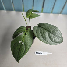 Load image into Gallery viewer, #RB24 Amydrium Medium Silver