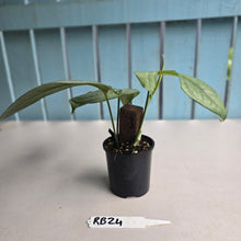 Load image into Gallery viewer, #RB24 Amydrium Medium Silver