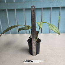 Load image into Gallery viewer, #RB24 Amydrium Medium Silver