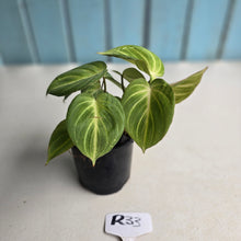 Load image into Gallery viewer, #R33 Philodendron Tinkle Bell