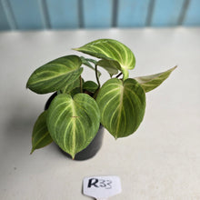 Load image into Gallery viewer, #R33 Philodendron Tinkle Bell