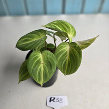Load image into Gallery viewer, #R33 Philodendron Tinkle Bell