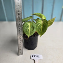 Load image into Gallery viewer, #R33 Philodendron Tinkle Bell