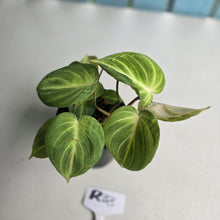 Load image into Gallery viewer, #R33 Philodendron Tinkle Bell
