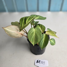 Load image into Gallery viewer, #R33 Philodendron Tinkle Bell