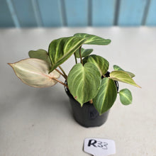 Load image into Gallery viewer, #R33 Philodendron Tinkle Bell