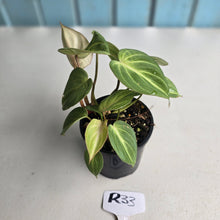 Load image into Gallery viewer, #R33 Philodendron Tinkle Bell
