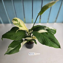 Load image into Gallery viewer, #RD23 Spathiphyllum Picasso