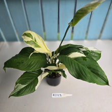 Load image into Gallery viewer, #RD23 Spathiphyllum Picasso
