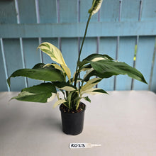 Load image into Gallery viewer, #RD23 Spathiphyllum Picasso