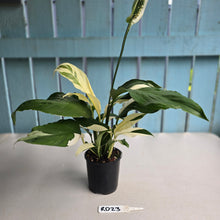 Load image into Gallery viewer, #RD23 Spathiphyllum Picasso