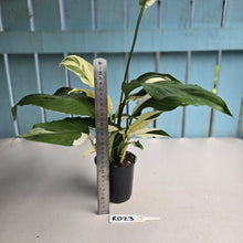 Load image into Gallery viewer, #RD23 Spathiphyllum Picasso