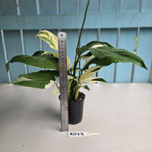 Load image into Gallery viewer, #RD23 Spathiphyllum Picasso