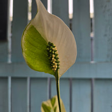 Load image into Gallery viewer, #RD23 Spathiphyllum Picasso