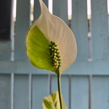 Load image into Gallery viewer, #RD23 Spathiphyllum Picasso