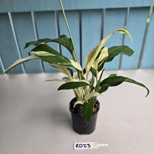 Load image into Gallery viewer, #RD23 Spathiphyllum Picasso