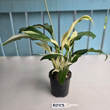 Load image into Gallery viewer, #RD23 Spathiphyllum Picasso