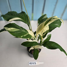 Load image into Gallery viewer, #RD23 Spathiphyllum Picasso