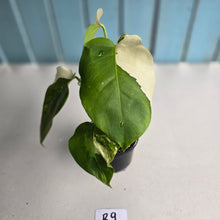 Load image into Gallery viewer, #R9 Variegated Monstera Borsigiana