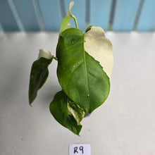 Load image into Gallery viewer, #R9 Variegated Monstera Borsigiana