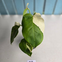 Load image into Gallery viewer, #R9 Variegated Monstera Borsigiana