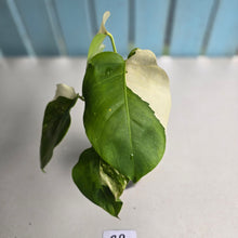 Load image into Gallery viewer, #R9 Variegated Monstera Borsigiana