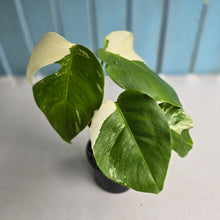Load image into Gallery viewer, #R9 Variegated Monstera Borsigiana