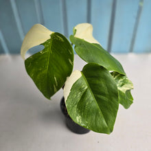 Load image into Gallery viewer, #R9 Variegated Monstera Borsigiana