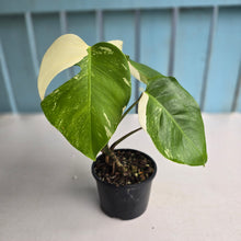 Load image into Gallery viewer, #R9 Variegated Monstera Borsigiana