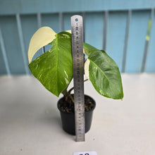 Load image into Gallery viewer, #R9 Variegated Monstera Borsigiana