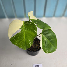 Load image into Gallery viewer, #R9 Variegated Monstera Borsigiana