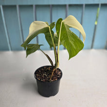 Load image into Gallery viewer, #R9 Variegated Monstera Borsigiana
