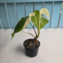 Load image into Gallery viewer, #R9 Variegated Monstera Borsigiana