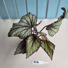 Load image into Gallery viewer, #RD6 Begonia Unknown