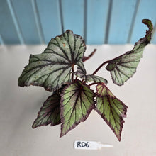 Load image into Gallery viewer, #RD6 Begonia Unknown