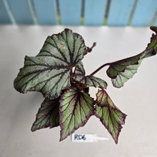 Load image into Gallery viewer, #RD6 Begonia Unknown