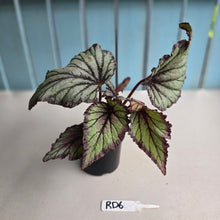 Load image into Gallery viewer, #RD6 Begonia Unknown