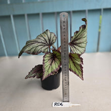 Load image into Gallery viewer, #RD6 Begonia Unknown