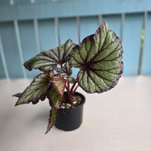 Load image into Gallery viewer, #RD6 Begonia Unknown