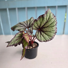 Load image into Gallery viewer, #RD6 Begonia Unknown